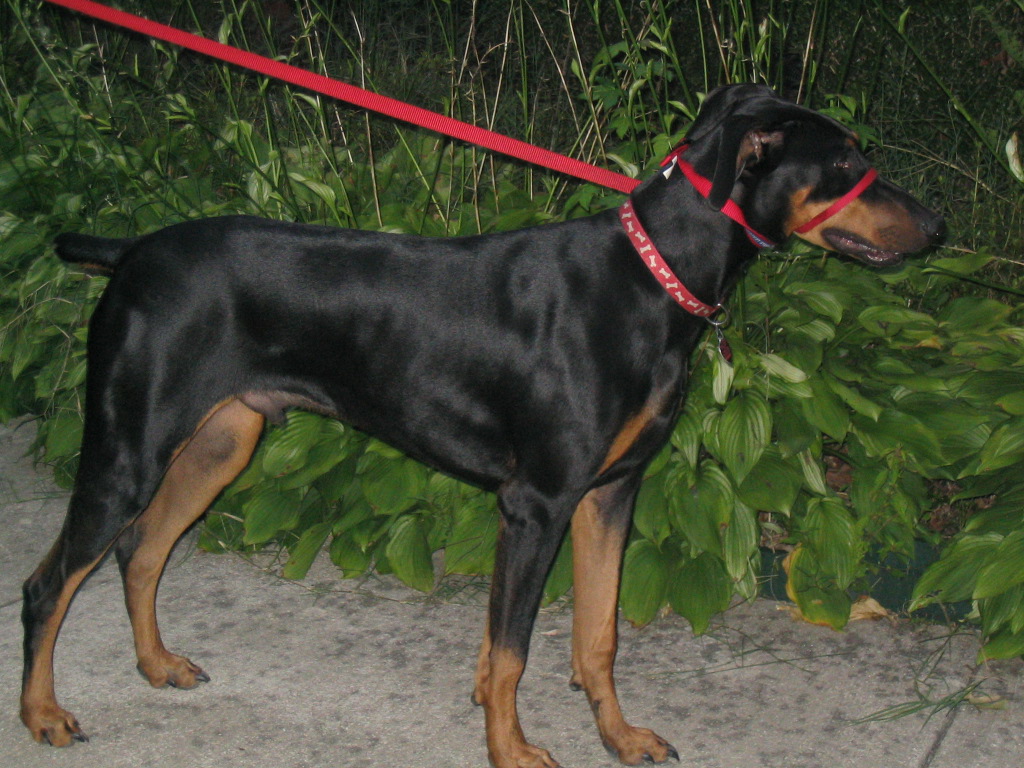 Ready to walk