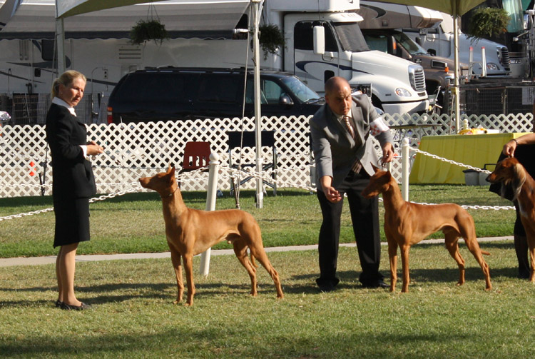SBbreedersshowcase