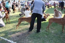 SBbreedersshowcase2