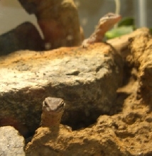 ackies in caves