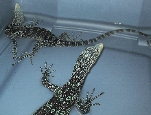 New Blue Tree Females
