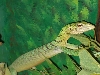 green oct