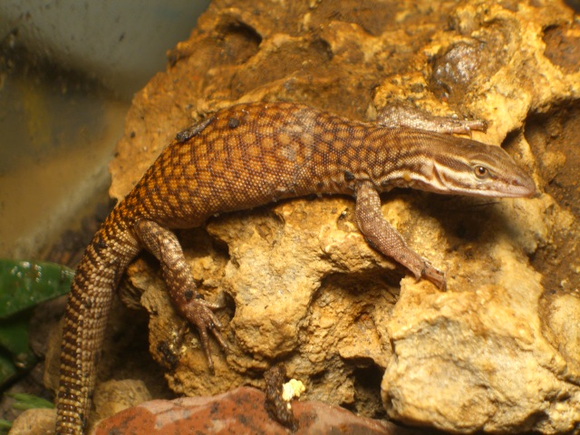 full tail ackie