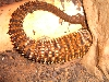 male ackie tail!