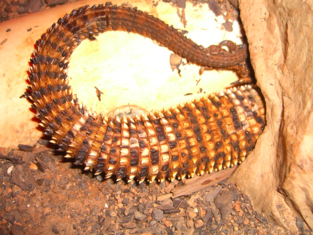male ackie tail!