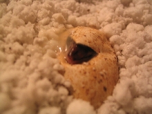 my first ever monitor baby hatching!