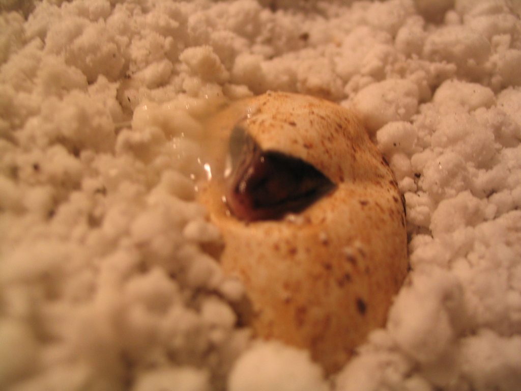 my first ever monitor baby hatching!