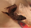 Baby Red Ackie