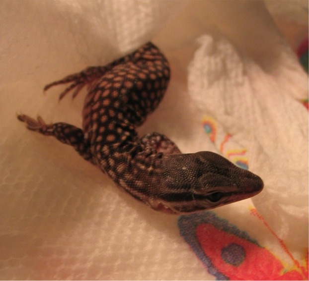 Baby Red Ackie