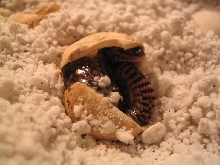 Baby Red Ackie Hatching