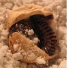 Baby in egg Ackie