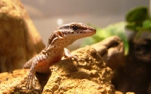 ackie close up