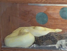 Female Albino Boa