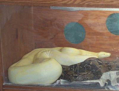 Female Albino Boa