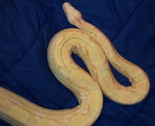 Coral Female Albino Boa