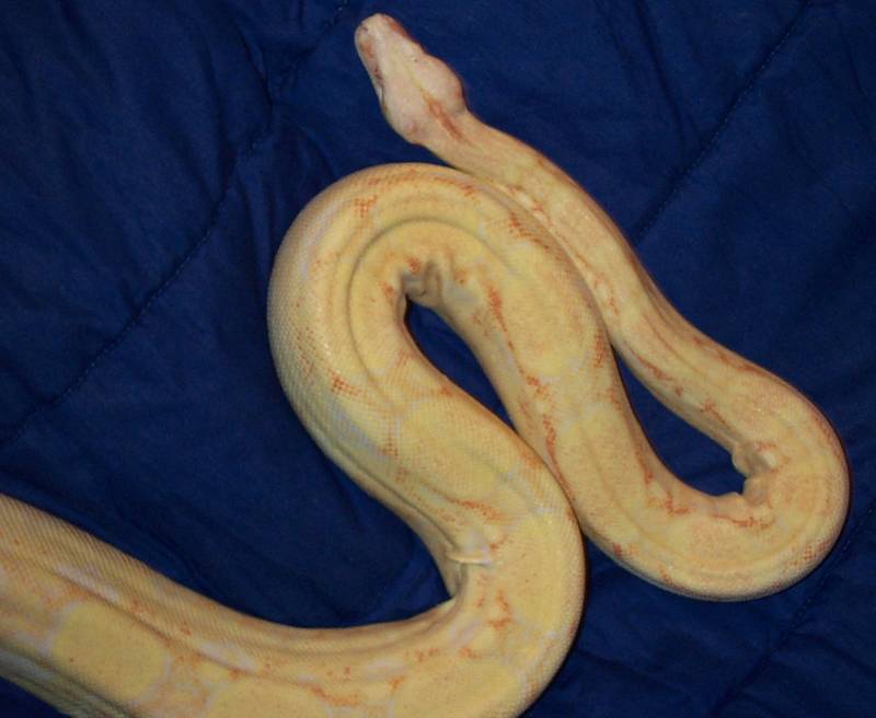 Coral Female Albino Boa
