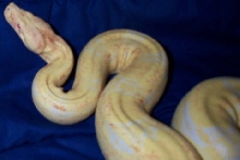 Adult Male Coral Albino Boa