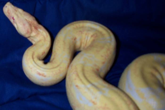 Adult Male Coral Albino Boa
