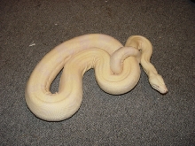 '02 Snow Boa (1)