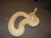 '02 Snow Boa (2)