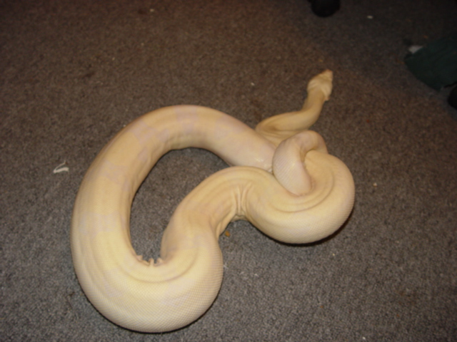 '02 Snow Boa (2)