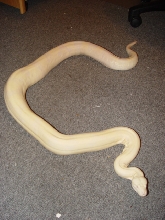 '02 Snow Boa (3)