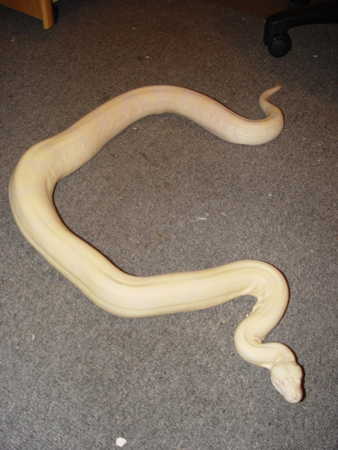 '02 Snow Boa (3)