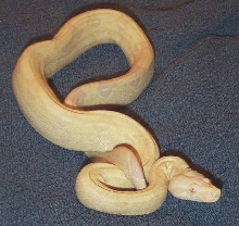 Female Snow Boa