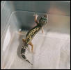 Melanistic  Normal Striped Female
