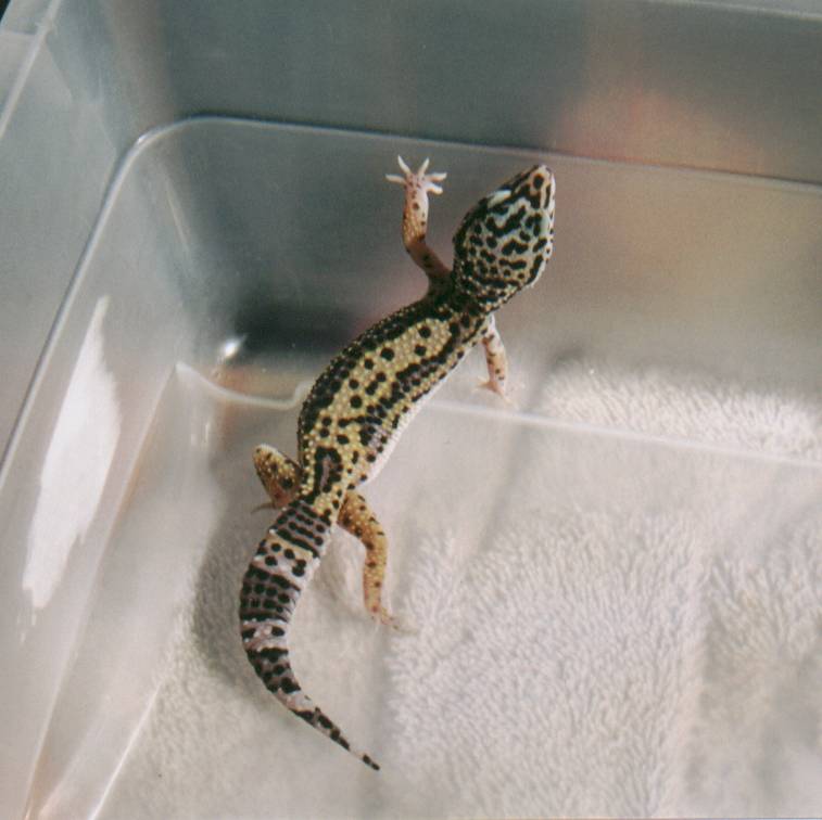 Melanistic  Normal Striped Female