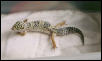 Leopard Gecko Juvie Female in Shed