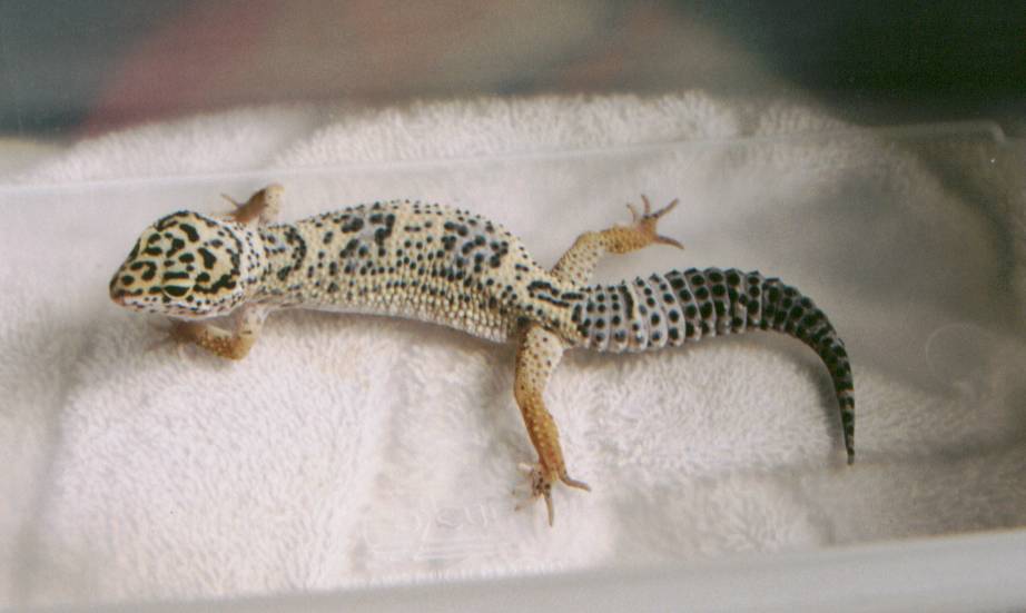 Leopard Gecko Juvie Female in Shed