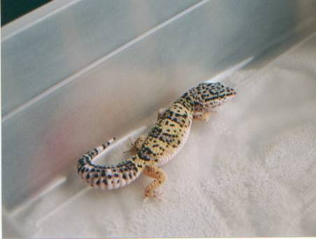 Hi-Yellow/Lavender Male Juvie