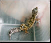 Hi-Yellow/Lavender Juvie Female