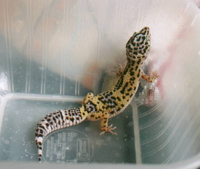 Hi-Yellow/Lavender Juvie Female
