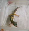 Hi-Yellow/Lavender with Teardrop Band