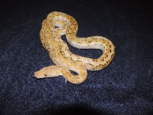 50% SD fire het anery PH albino