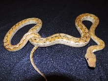 Super Dwarf fire het anery PH albino
