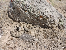 big great basin rattlesnake in central Utah