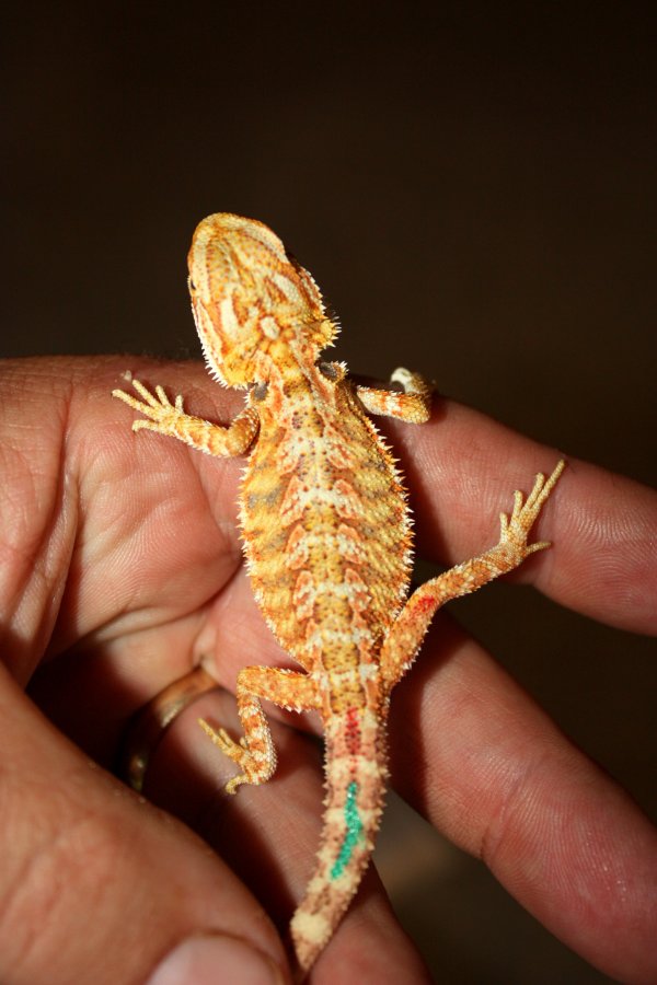 citrus female