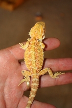 Citrus male