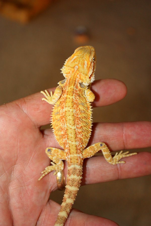 Citrus male