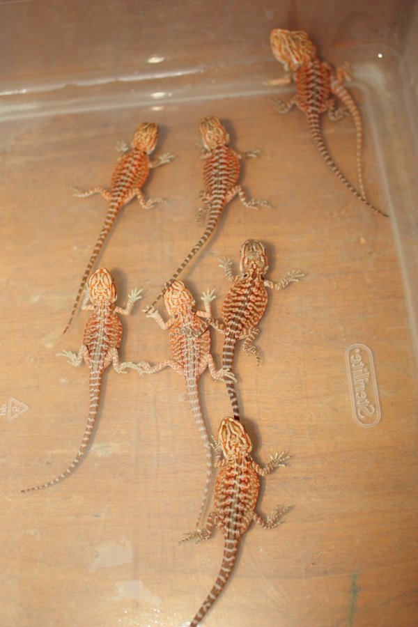 Red hypo leatherbacks and hets