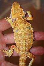 citrus male