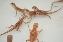 hypo leatherback bin