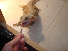 Baxter Manga