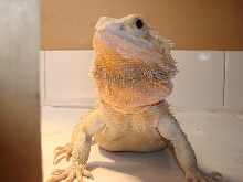 Handsome Baxter