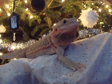 Baxter Having A White Christmas!