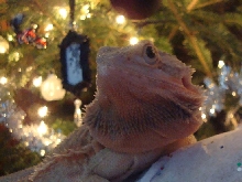 Merry Chritmas from Baxter!