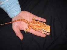 Sexy Twizzler